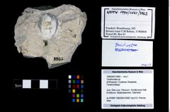 Foto (Objekt + Etikett) von Tanidromites sp.  (NHMW-GEO-1990-0041-3962)